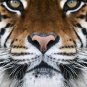 Tiger Face