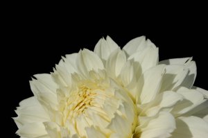 Photography Print - A4 - Cream Flower