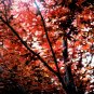 Photography Print - A4 - Autumn Reds