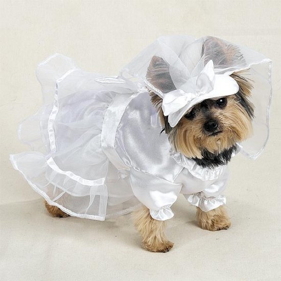 Great Doggy Wedding Dress in the world The ultimate guide 