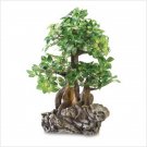 Everlasting Bonsai Tree