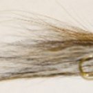 Black-Nosed Dace