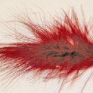 Claret Leech