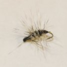 Griffith's gnat