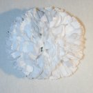 White carnation White carnation
