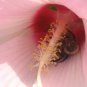 40" x 60" Flower and Bee print