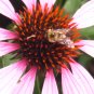 10" x 12" Beautiful purple flower with bee