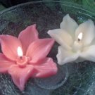 6 Yellow & 6 White freesia1