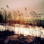 Beach Weeds Sunset Wall Decor, Painting Effect Print, Home Decor, Sunset Beach Digital