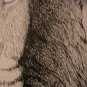 Lion Pen & Ink Original Drawing