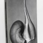EW 100:  Centennial Essays in Honor of Edward Weston Collection of Essays and Photos softcover 1986