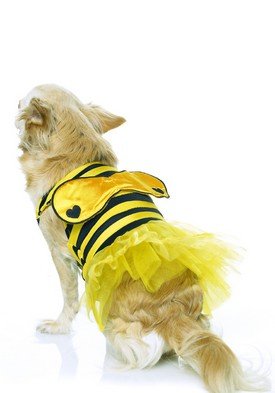 2pc Bumble Bee Cute Dog Halloween Pet Costume Leg Avenue Style# 21014-BLKYEL-M