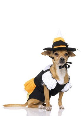 2PC Candy Corn Kandy Korn Witch Cute Dog Halloween Pet Costume Leg Avenue Style# 21008-MULTI-M