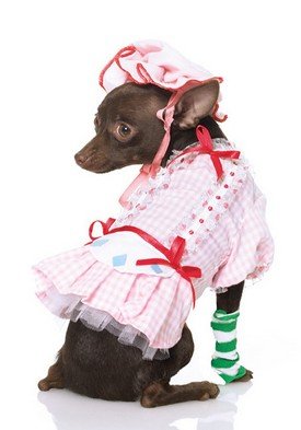 3PC Strawberry Shortcake Cute Dog Halloween Pet Costume Leg Avenue Style# 21001-PNKWHT-M