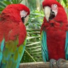 2 Parrots 8.5x11