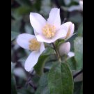 Montana Wildflower