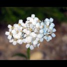 White Beauty