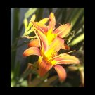 Lily