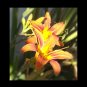Lily