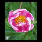 Pink Beauty