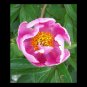Pink Beauty