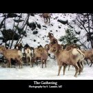 The Gathering