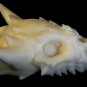 ZOMBIE DRAGON SKULL 3D Printed DLP Resin Form2 G3D T-1000 "3d-printing-chicago"