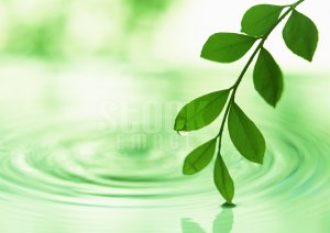 Leaf #4