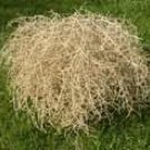 TUMBLEWEED#1