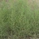 TUMBLEWEEDS#2