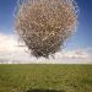 TUMBLEWEEDS#3