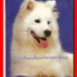 Book Dog Samoyeds By Joyce Renaud ~ Copyright 1983 VGd Cond