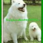 Book Dog Samoyeds By Joyce Renaud ~ Copyright 1980 VGd Cond