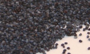 Poppy Seed   8oz