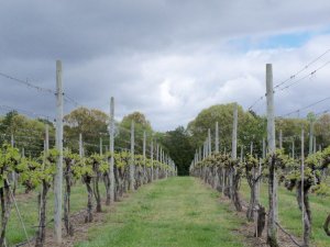 Wine Tasting Tickets