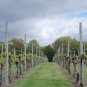 Wine Tasting Tickets