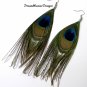Peacock Feather Earrings
