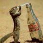 Coca Cola Recipes