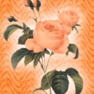 Orange Roses eCrator Store Logo Set Web Set OOAK #E05