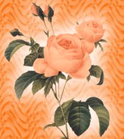 Orange Roses eCrator Store Logo Set Web Set OOAK #E05