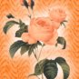 Orange Roses eCrator Store Logo Set Web Set OOAK #E05