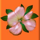 Flower on Orange eCrator Store Logo Set Web Set OOAK #E20