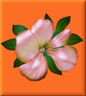 Flower on Orange eCrator Store Logo Set Web Set OOAK #E20