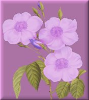Purple Flowers on Purple eCrator Store Logo Set Web Set OOAK #E21