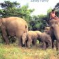 Elephant's Family Postcard