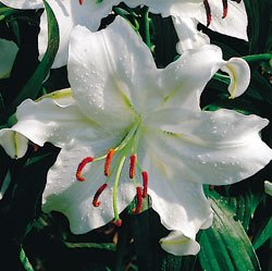 Oriental Lily***Casa Blanca (5) Bulbs