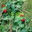 20 Wintergreen plants***(partridgeberry)