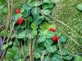 20 Wintergreen plants***(partridgeberry)
