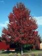 4 Hardy Red Maple Tree Seedlings**2'-3'