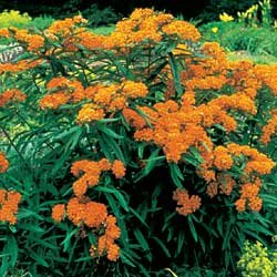 ASCLEPIAS-TUBEROSA***Butterfly Weed****250 SEED!